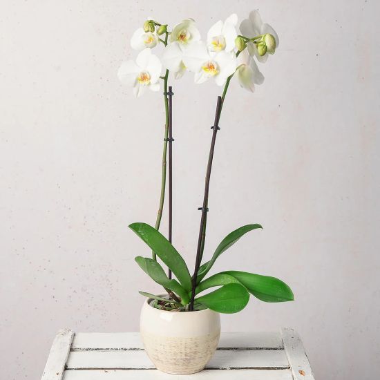 Cserepes orchidea fehér